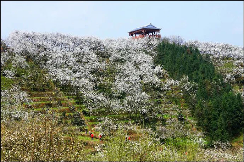 【春天，广西桂林灌阳县向您发出邀请！】我们在灌阳看梨花 - 游山玩水 - 大理生活社区 - 大理28生活网 dali.28life.net