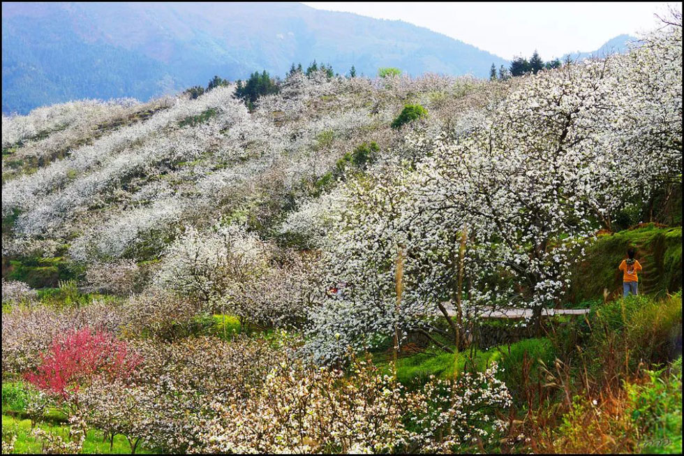 【春天，广西桂林灌阳县向您发出邀请！】我们在灌阳看梨花 - 游山玩水 - 大理生活社区 - 大理28生活网 dali.28life.net