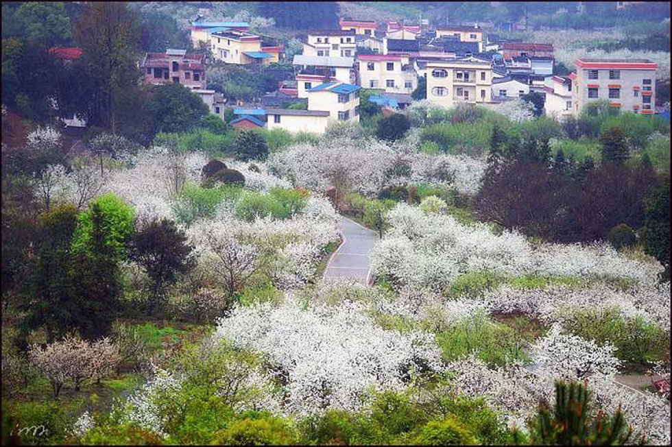 【春天，广西桂林灌阳县向您发出邀请！】我们在灌阳看梨花 - 游山玩水 - 大理生活社区 - 大理28生活网 dali.28life.net