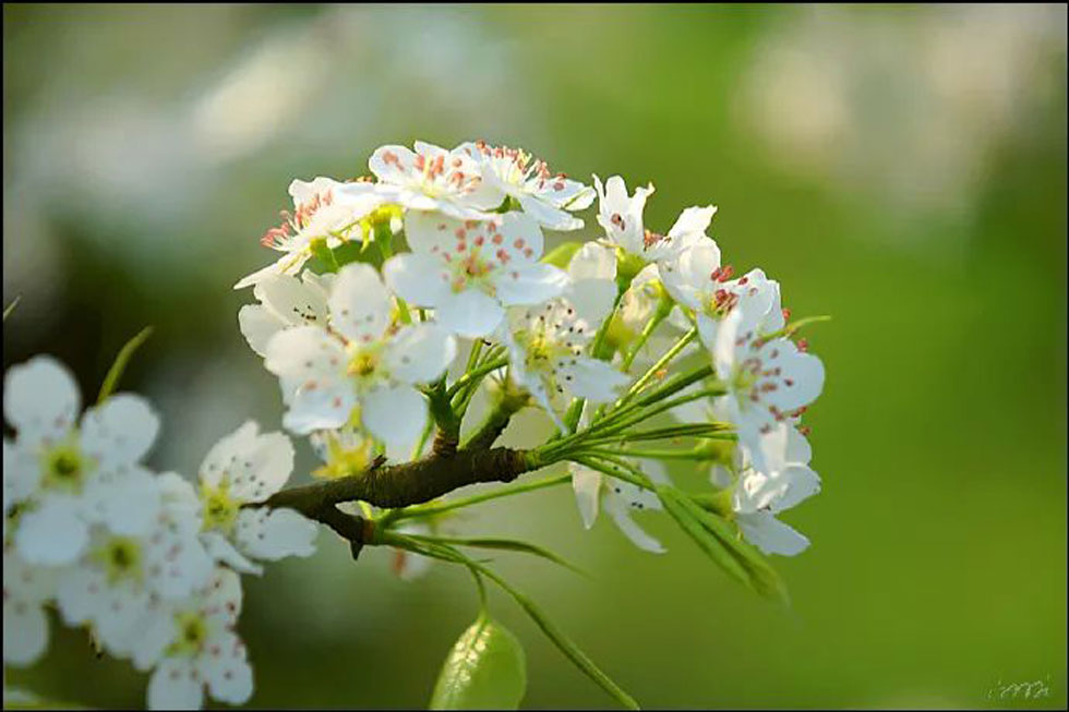 【春天，广西桂林灌阳县向您发出邀请！】我们在灌阳看梨花 - 游山玩水 - 大理生活社区 - 大理28生活网 dali.28life.net