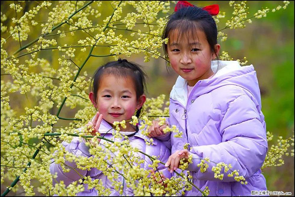 【春天,广西桂林灌阳县向您发出邀请!】米珠山前有片山苍子花在飘香 - 游山玩水 - 大理生活社区 - 大理28生活网 dali.28life.net