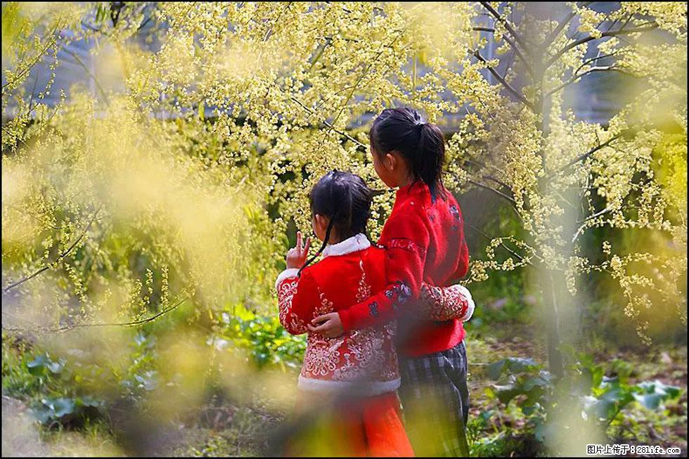 【春天,广西桂林灌阳县向您发出邀请!】米珠山前有片山苍子花在飘香 - 游山玩水 - 大理生活社区 - 大理28生活网 dali.28life.net