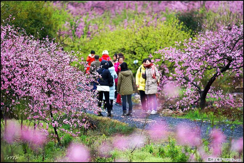 【春天，广西桂林灌阳县向您发出邀请！】官庄村有个醉美的桃花园 - 游山玩水 - 大理生活社区 - 大理28生活网 dali.28life.net