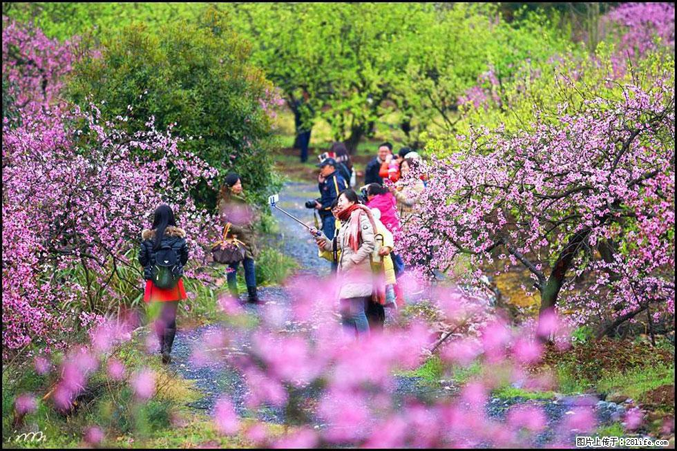 【春天，广西桂林灌阳县向您发出邀请！】官庄村有个醉美的桃花园 - 游山玩水 - 大理生活社区 - 大理28生活网 dali.28life.net