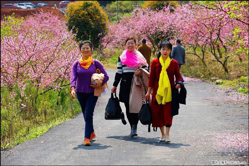 【春天，广西桂林灌阳县向您发出邀请！】官庄村有个醉美的桃花园 - 游山玩水 - 大理生活社区 - 大理28生活网 dali.28life.net