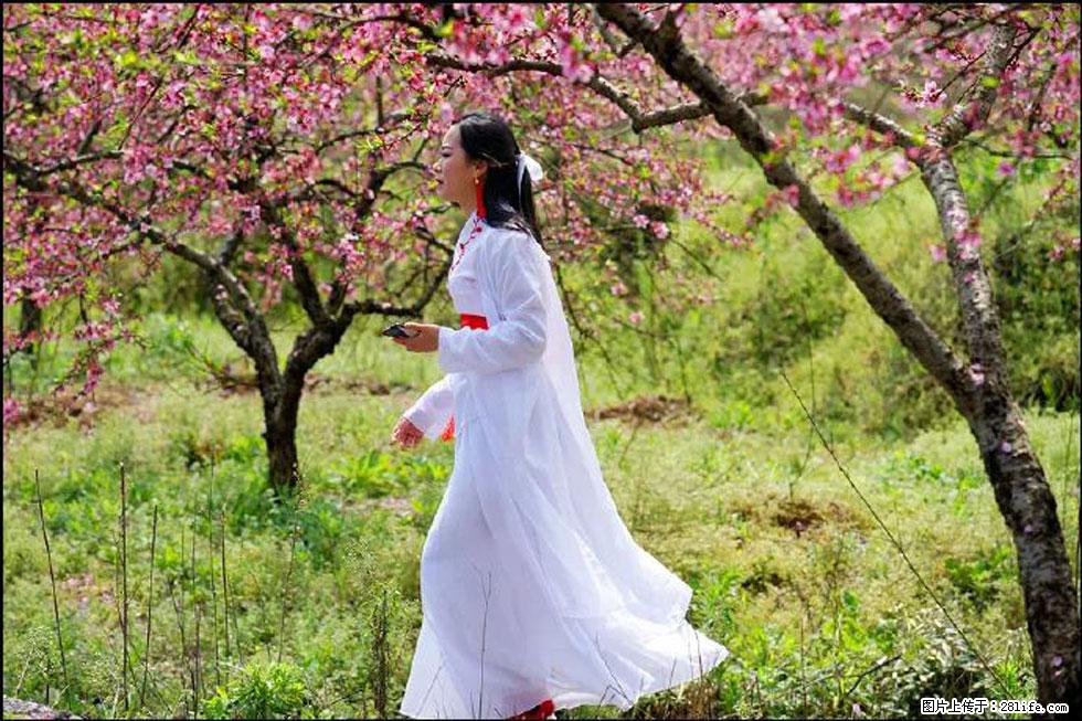 【春天，广西桂林灌阳县向您发出邀请！】官庄村有个醉美的桃花园 - 游山玩水 - 大理生活社区 - 大理28生活网 dali.28life.net