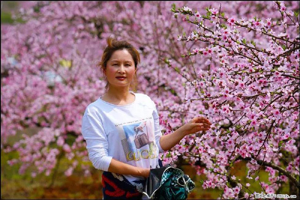 【春天，广西桂林灌阳县向您发出邀请！】官庄村有个醉美的桃花园 - 游山玩水 - 大理生活社区 - 大理28生活网 dali.28life.net