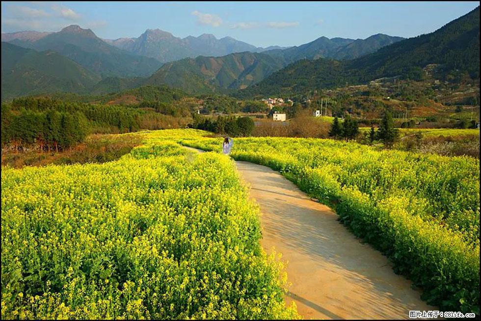 【春天，广西桂林灌阳县向您发出邀请！】长坪村油菜盛情花开 - 游山玩水 - 大理生活社区 - 大理28生活网 dali.28life.net