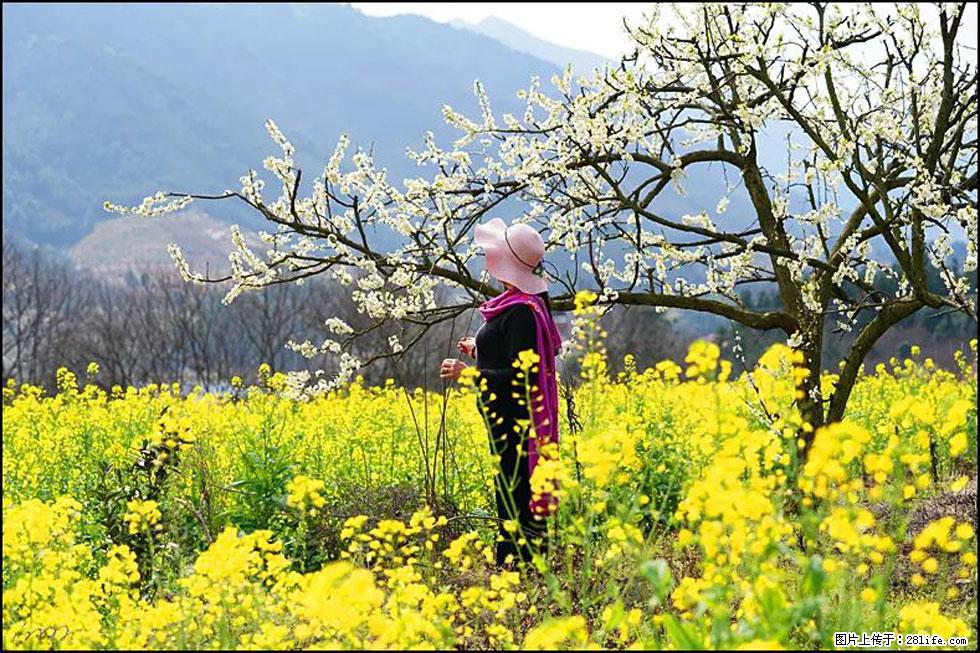 【春天，广西桂林灌阳县向您发出邀请！】长坪村油菜盛情花开 - 游山玩水 - 大理生活社区 - 大理28生活网 dali.28life.net