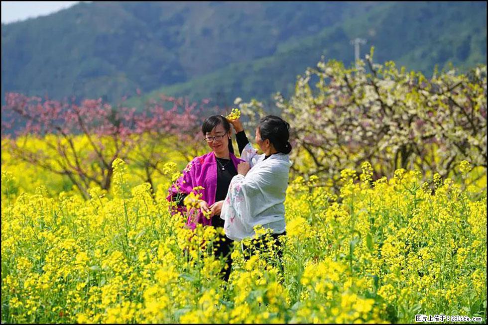 【春天，广西桂林灌阳县向您发出邀请！】长坪村油菜盛情花开 - 游山玩水 - 大理生活社区 - 大理28生活网 dali.28life.net