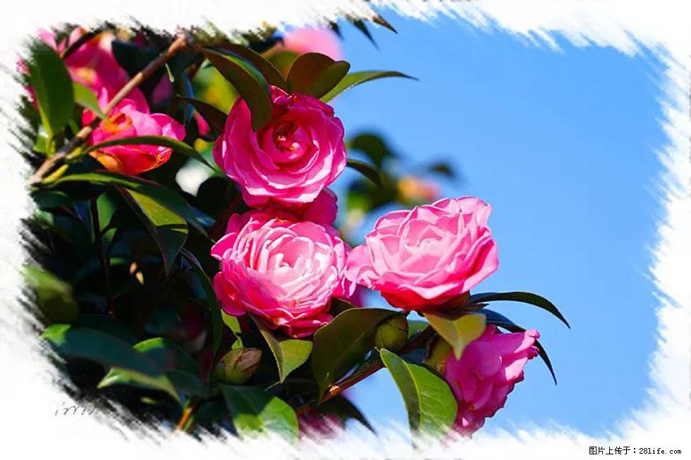 【春天，广西桂林灌阳县向您发出邀请！】杨柳井茶花惹人爱 - 游山玩水 - 大理生活社区 - 大理28生活网 dali.28life.net