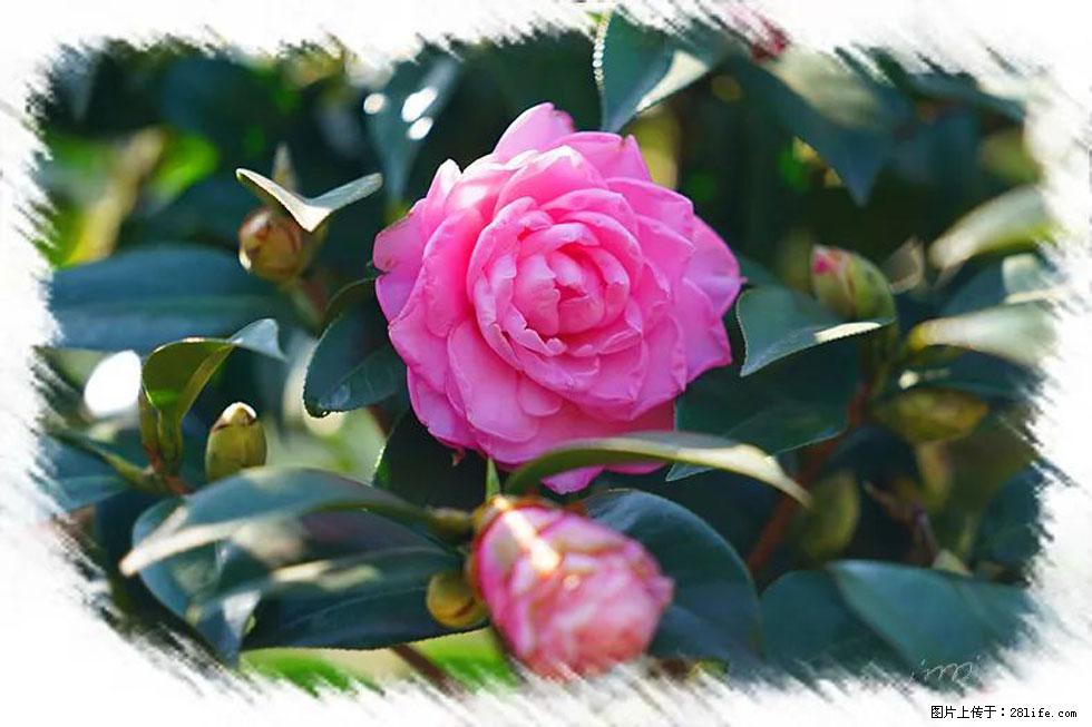 【春天，广西桂林灌阳县向您发出邀请！】杨柳井茶花惹人爱 - 游山玩水 - 大理生活社区 - 大理28生活网 dali.28life.net