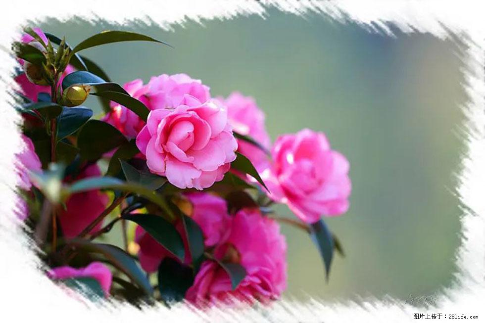 【春天，广西桂林灌阳县向您发出邀请！】杨柳井茶花惹人爱 - 游山玩水 - 大理生活社区 - 大理28生活网 dali.28life.net
