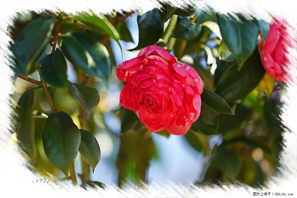 【春天，广西桂林灌阳县向您发出邀请！】杨柳井茶花惹人爱 - 游山玩水 - 大理生活社区 - 大理28生活网 dali.28life.net