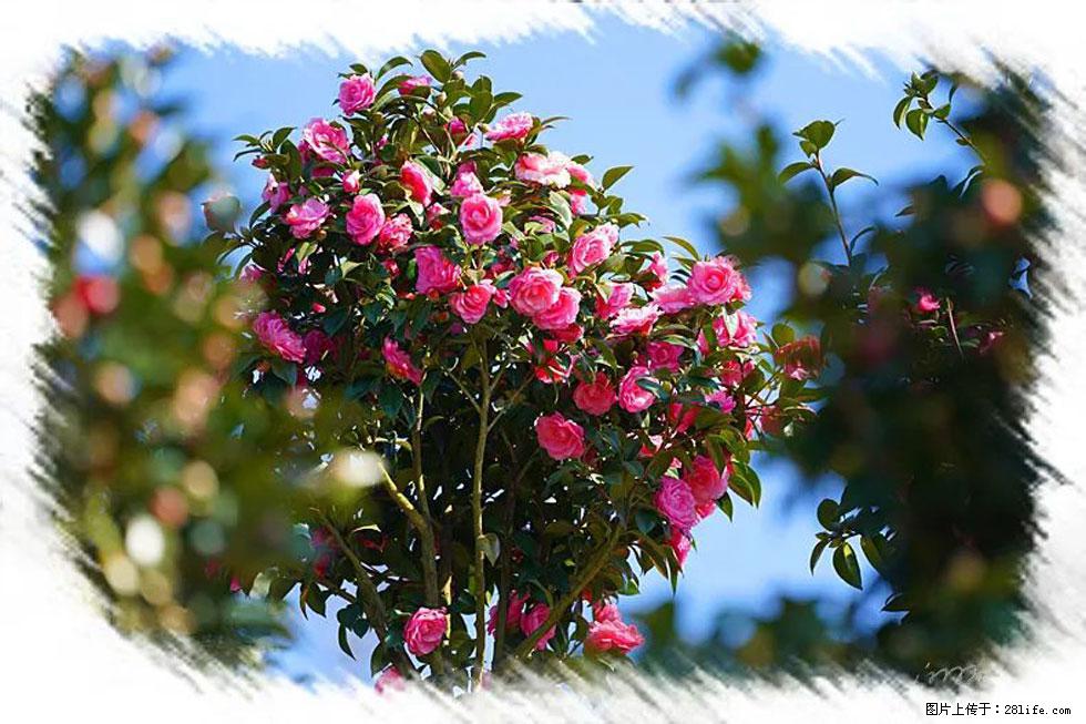 【春天，广西桂林灌阳县向您发出邀请！】杨柳井茶花惹人爱 - 游山玩水 - 大理生活社区 - 大理28生活网 dali.28life.net