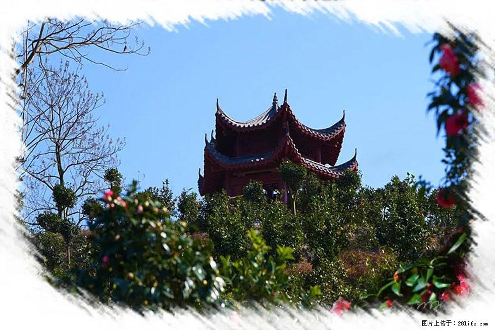 【春天，广西桂林灌阳县向您发出邀请！】杨柳井茶花惹人爱 - 游山玩水 - 大理生活社区 - 大理28生活网 dali.28life.net