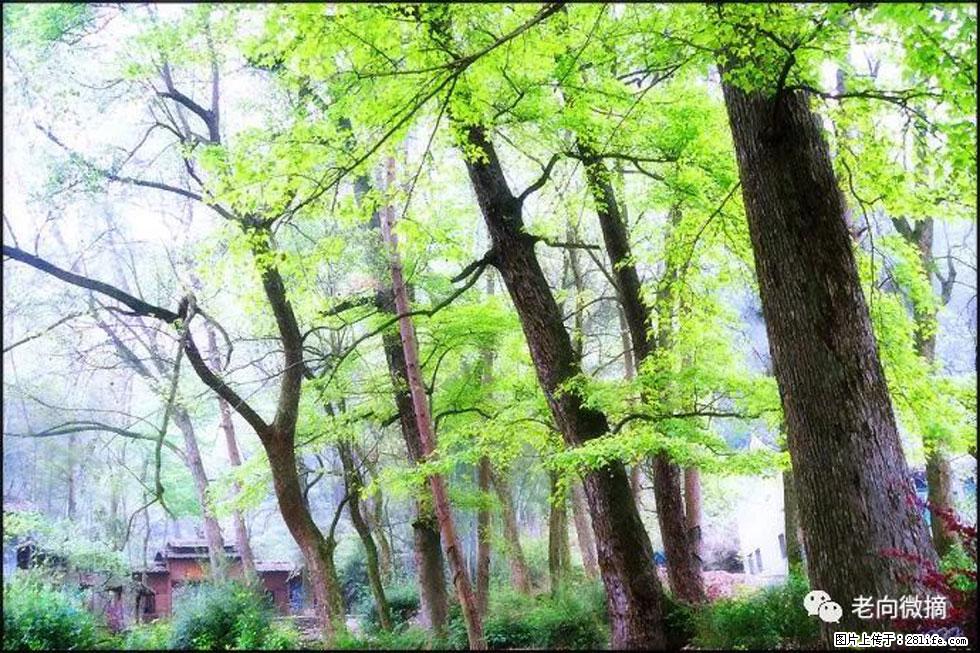 【春天,广西桂林灌阳县向您发出邀请!】在小龙村与春天约会 - 游山玩水 - 大理生活社区 - 大理28生活网 dali.28life.net