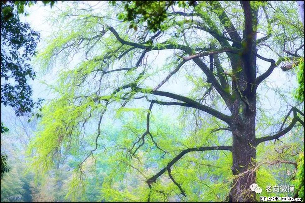 【春天,广西桂林灌阳县向您发出邀请!】在小龙村与春天约会 - 游山玩水 - 大理生活社区 - 大理28生活网 dali.28life.net