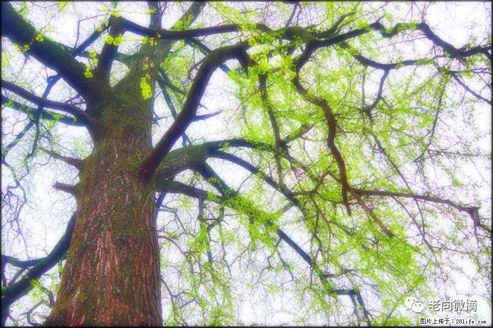 【春天,广西桂林灌阳县向您发出邀请!】在小龙村与春天约会 - 游山玩水 - 大理生活社区 - 大理28生活网 dali.28life.net