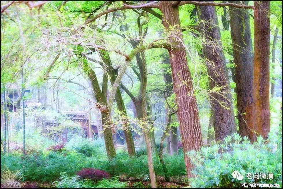 【春天,广西桂林灌阳县向您发出邀请!】在小龙村与春天约会 - 游山玩水 - 大理生活社区 - 大理28生活网 dali.28life.net