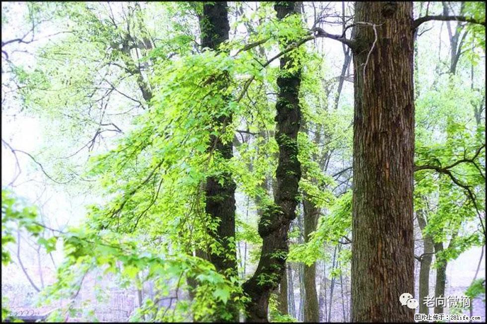 【春天,广西桂林灌阳县向您发出邀请!】在小龙村与春天约会 - 游山玩水 - 大理生活社区 - 大理28生活网 dali.28life.net