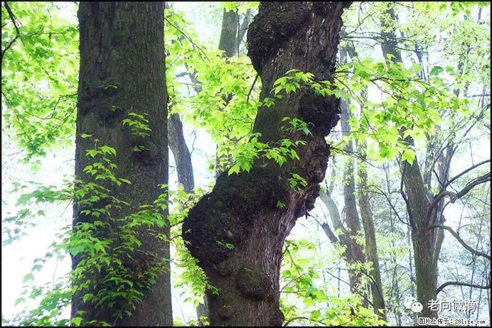 【春天,广西桂林灌阳县向您发出邀请!】在小龙村与春天约会 - 游山玩水 - 大理生活社区 - 大理28生活网 dali.28life.net