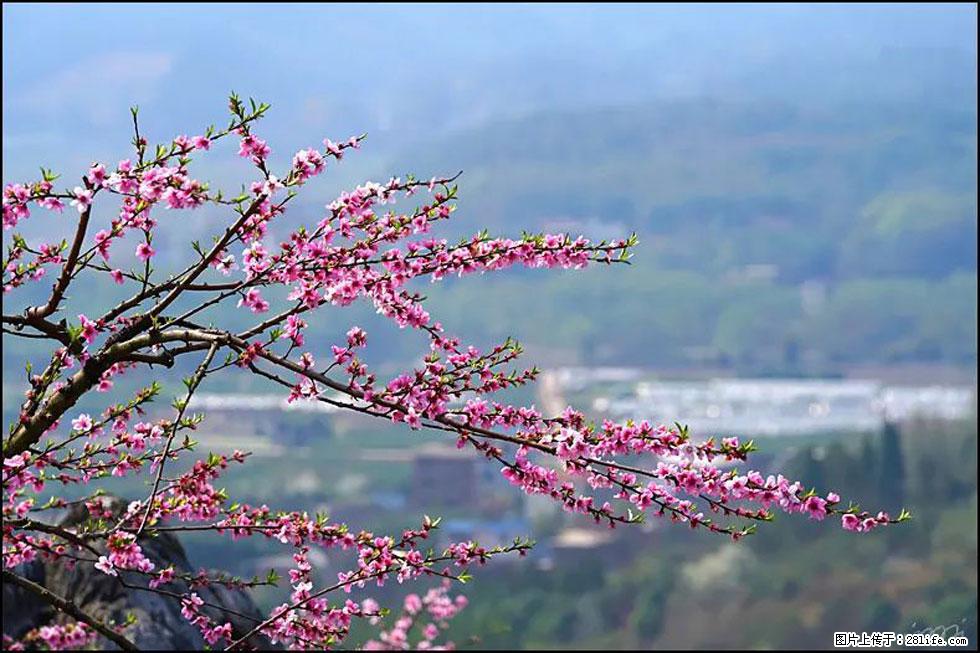 【春天,广西桂林灌阳县向您发出邀请!】望月岭上桃花开 - 游山玩水 - 大理生活社区 - 大理28生活网 dali.28life.net