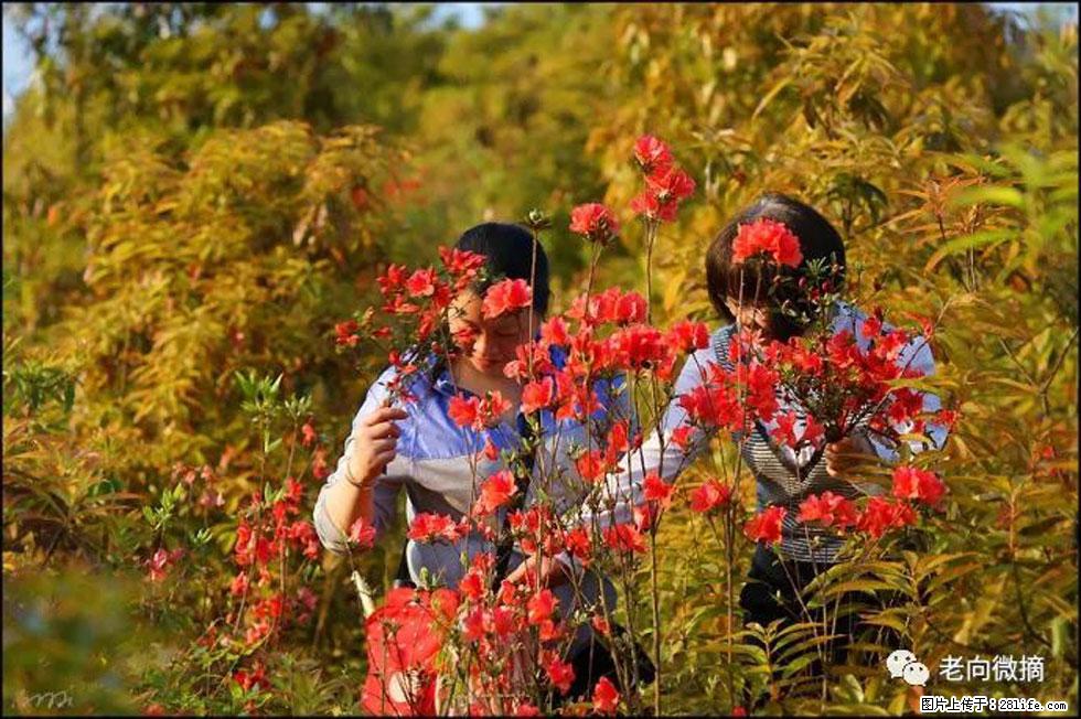 【春天，广西桂林灌阳县向您发出邀请！】登麒麟山，相约映山红 - 游山玩水 - 大理生活社区 - 大理28生活网 dali.28life.net