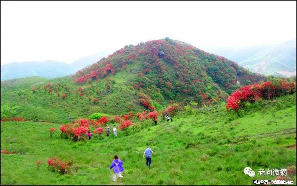 【春天,广西桂林灌阳县向您发出邀请!】宝盖山上映山红 - 游山玩水 - 大理生活社区 - 大理28生活网 dali.28life.net