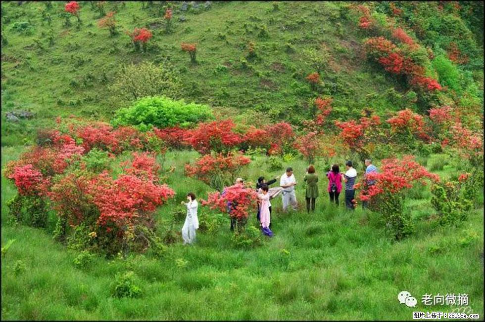 【春天,广西桂林灌阳县向您发出邀请!】宝盖山上映山红 - 游山玩水 - 大理生活社区 - 大理28生活网 dali.28life.net