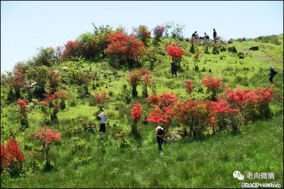 【春天,广西桂林灌阳县向您发出邀请!】宝盖山上映山红 - 游山玩水 - 大理生活社区 - 大理28生活网 dali.28life.net