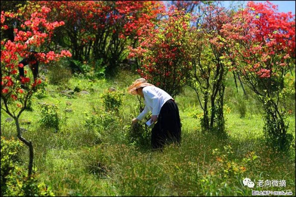 【春天,广西桂林灌阳县向您发出邀请!】宝盖山上映山红 - 游山玩水 - 大理生活社区 - 大理28生活网 dali.28life.net