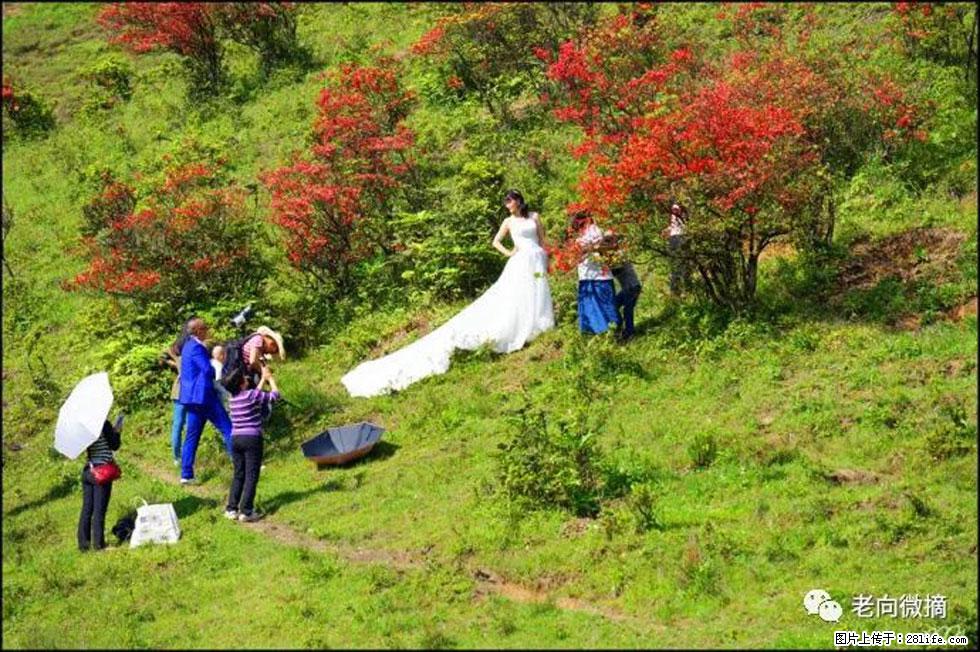 【春天,广西桂林灌阳县向您发出邀请!】宝盖山上映山红 - 游山玩水 - 大理生活社区 - 大理28生活网 dali.28life.net