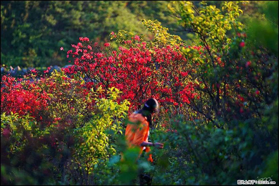 【春天,广西桂林灌阳县向您发出邀请!】春木界上映山红 - 游山玩水 - 大理生活社区 - 大理28生活网 dali.28life.net