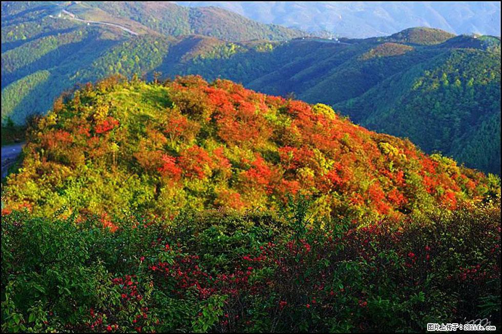 【春天,广西桂林灌阳县向您发出邀请!】春木界上映山红 - 游山玩水 - 大理生活社区 - 大理28生活网 dali.28life.net