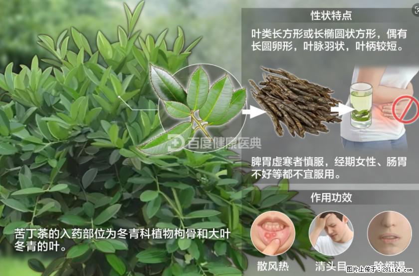 苦丁茶有哪些功效和作用 - 生活百科 - 大理生活社区 - 大理28生活网 dali.28life.net