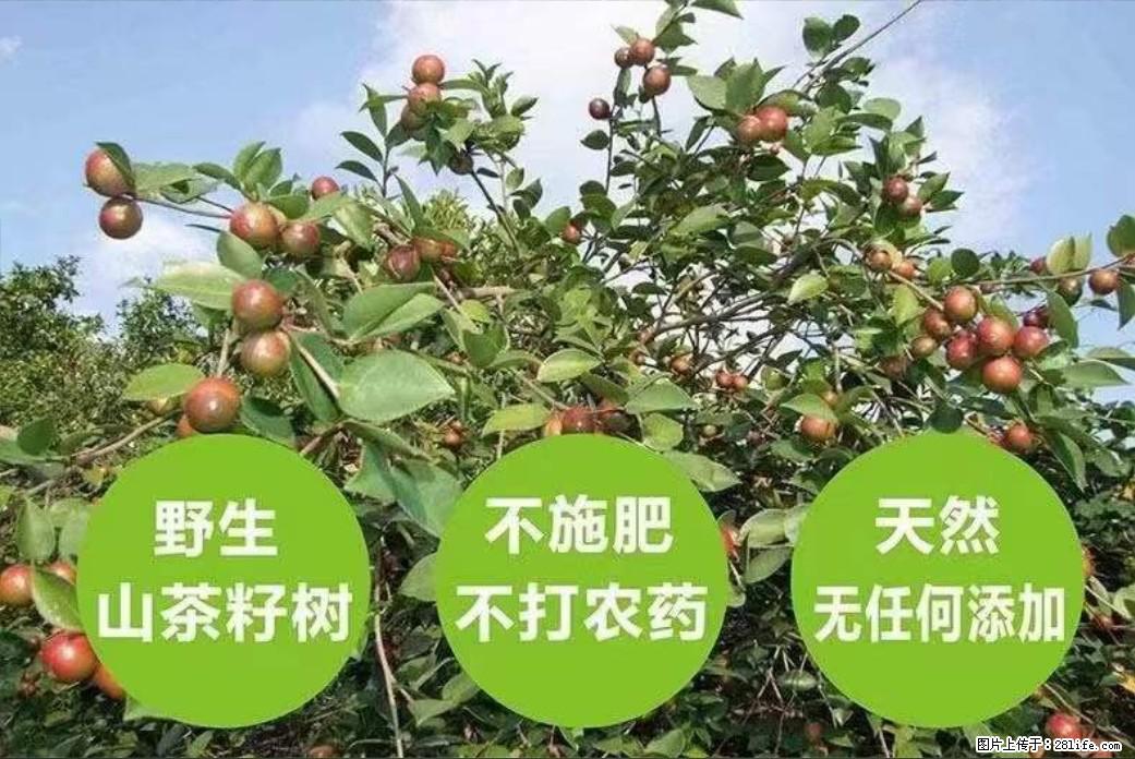 【灌阳县油茶产业示范区】一个有着充实的精神生活的人，对待身外之物自会有一种淡泊的态度 - 美食天地 - 大理生活社区 - 大理28生活网 dali.28life.net