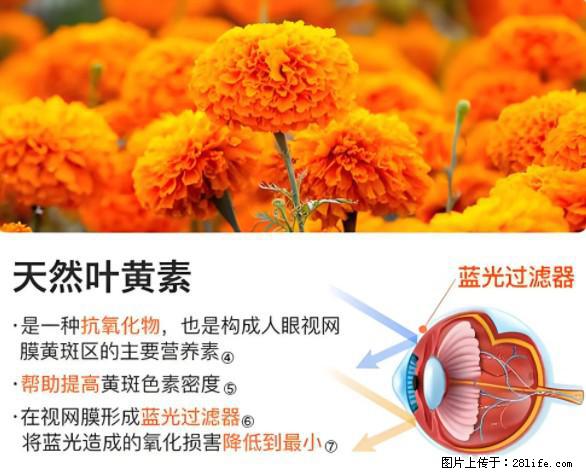 叶黄素有什么功效和作用 - 生活百科 - 大理生活社区 - 大理28生活网 dali.28life.net
