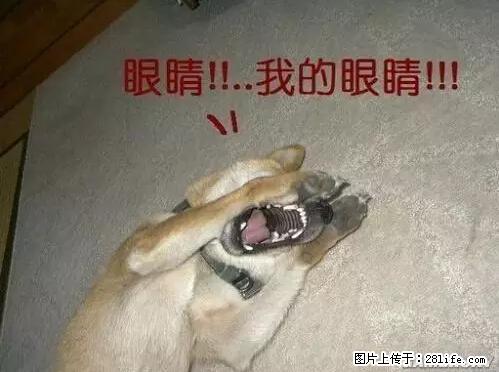 笑癫了！一女的怀孕三年未生，他终于忍不住了... - 娱乐八卦 - 大理生活社区 - 大理28生活网 dali.28life.net