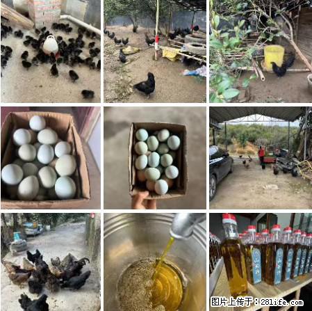 油茶园从小鸡仔开始养起的纯土鸡、土鸡蛋可以预定啦！还有前几天刚榨的纯山茶油哦 - 美食天地 - 大理生活社区 - 大理28生活网 dali.28life.net