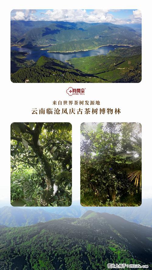 时间果百年古树2025年春红茶 - 购物交流 - 大理生活社区 - 大理28生活网 dali.28life.net