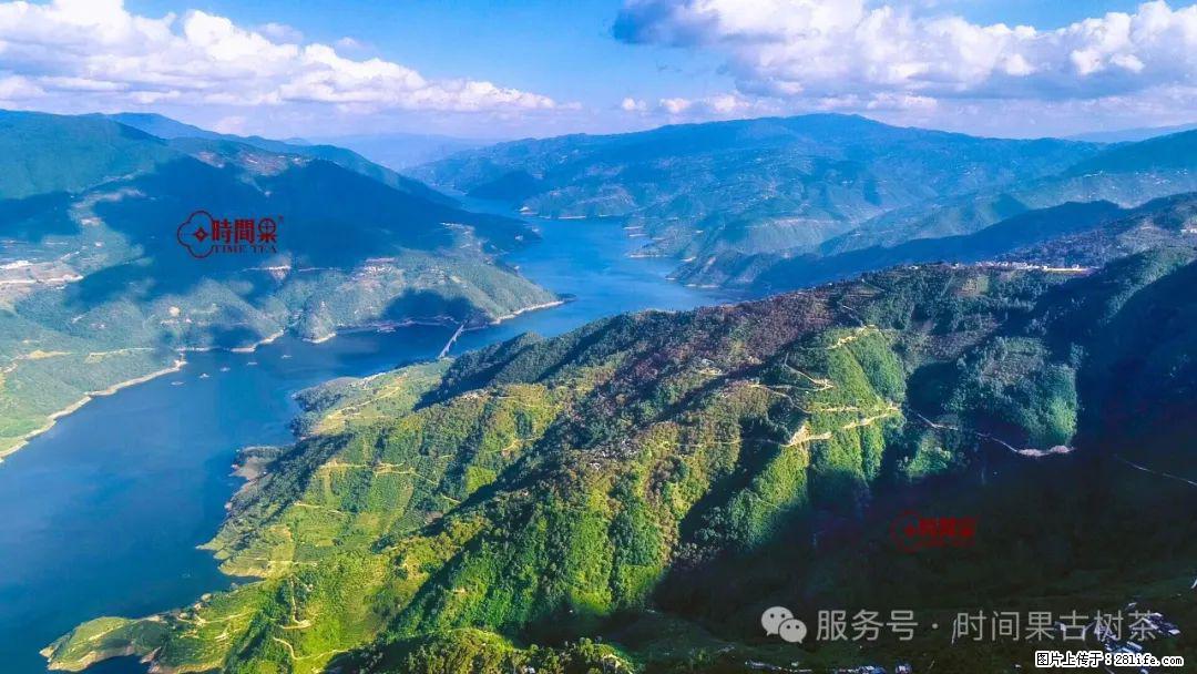 时间果百年古树龙珠普洱生茶 - 购物交流 - 大理生活社区 - 大理28生活网 dali.28life.net