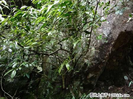 平乐石崖茶,珍贵仅次于金花茶 - 大理生活资讯 - 大理28生活网 dali.28life.net