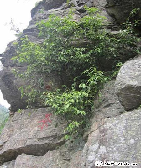 平乐石崖茶,珍贵仅次于金花茶 - 大理生活资讯 - 大理28生活网 dali.28life.net