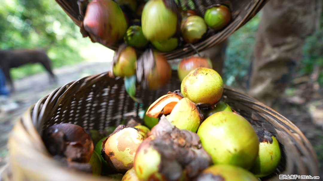 揭秘茶油的5大核心营养成分！被称为人体健康的“守护盾”！ - 大理生活资讯 - 大理28生活网 dali.28life.net