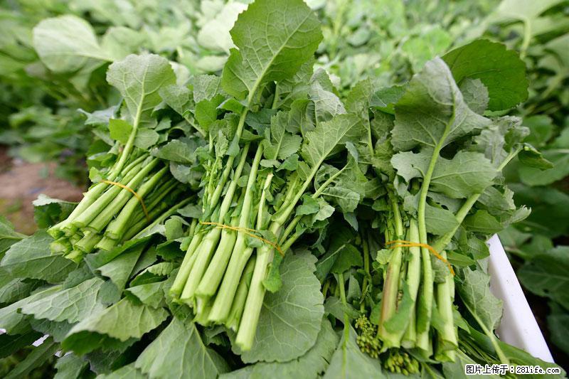 这些蔬菜是“天然钙片”，这6种被医生重点推荐 - 大理生活资讯 - 大理28生活网 dali.28life.net